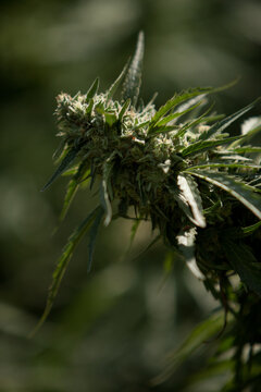 Cannabis Garden growing bud.