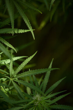 Cannabis Garden growing bud.