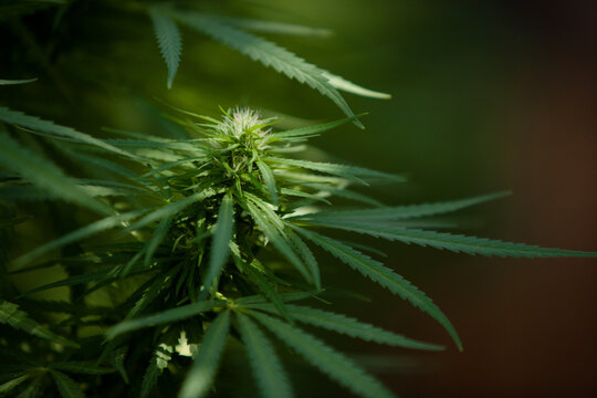 Cannabis Garden growing bud.