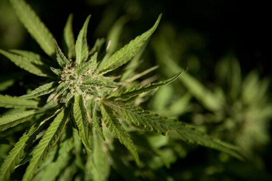 Cannabis Garden growing bud.