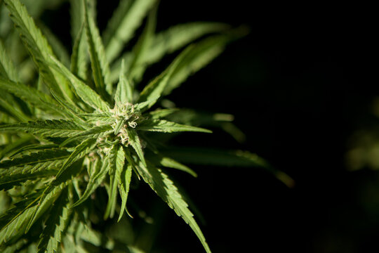 Cannabis Garden growing bud.