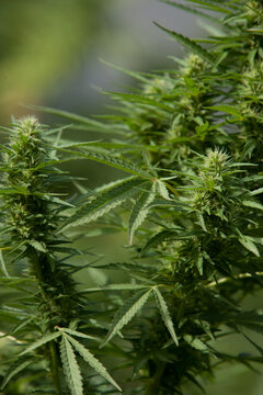 Cannabis Garden growing bud.