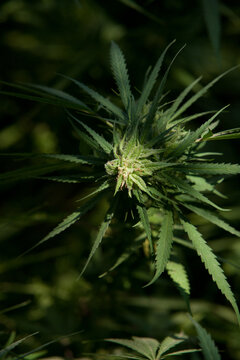 Cannabis Garden growing bud.