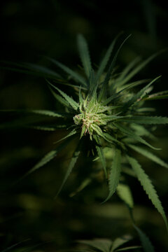 Cannabis Garden growing bud.