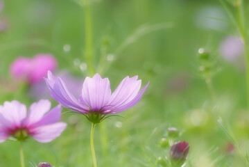 太陽の光に輝く幻想的なピンクのコスモス