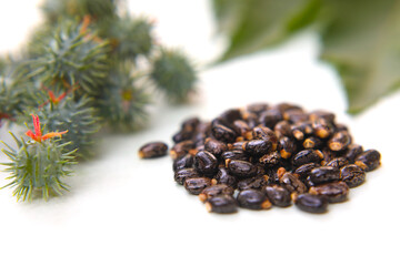 Castor, seeds green leaves on white background	
