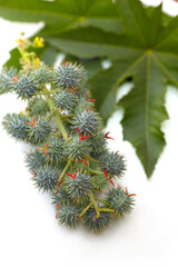 Castor, seeds green leaves on white background	
