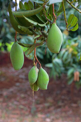 Mangoes tropical fruit on tree in Indian farm	
