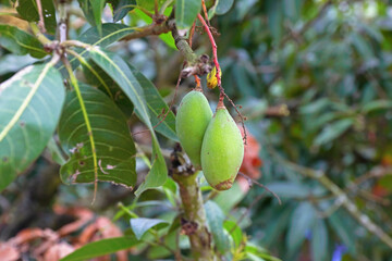 Mangoes tropical fruit on tree in Indian farm	
