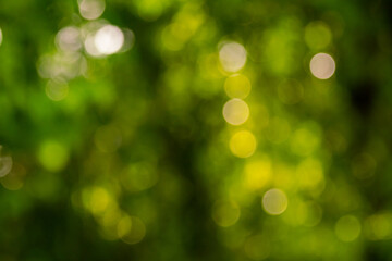 Green bokhe background of sun light passing through branches of tree in the forest in the evening...