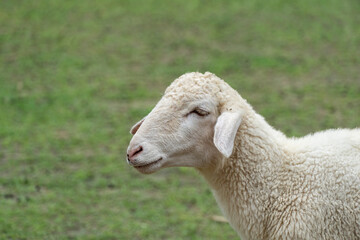 Close-up portrait of a white sheep with lowered ears standing in a pasture.