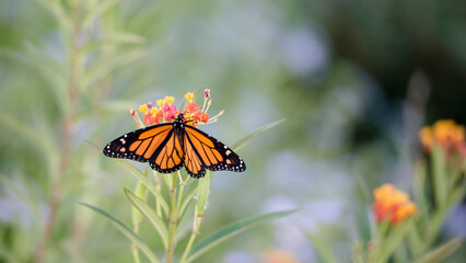 BEAUTIFUL MONARCHS AND ALASKAN GLACIERS