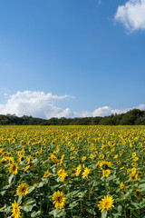 青空の下に広がる一面のひまわり畑(縦長）