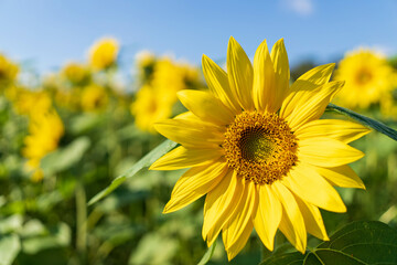 美しく咲く大輪のひまわりの花 クローズアップ