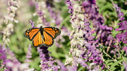 BEAUTIFUL MONARCHS AND ALASKAN GLACIERS