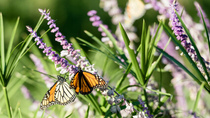 BEAUTIFUL MONARCHS AND ALASKAN GLACIERS