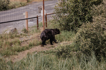 Black Bear at the Alaska Wildlife Conservation Center