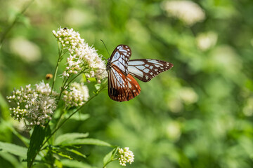 遠距離を飛来する渡り蝶