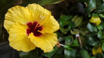 Natural background of fresh red yellow wet Hibiscus flower in the garden after the rain fall
