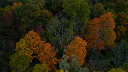 Overhead picture of trees in fall