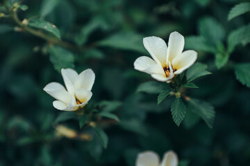 white and yellow flower