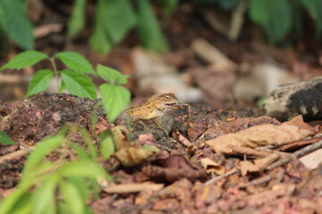 Chameleon feeding / hunting in forest. reptile feeding