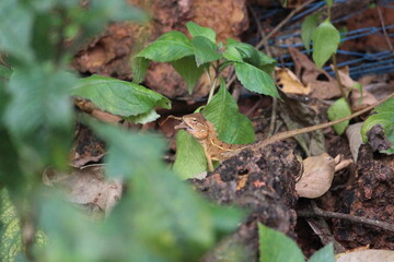 Fototapeta premium Chameleon in forest eating grasshopper in mouth, Swallowing