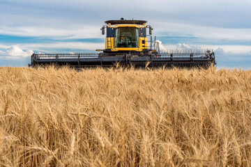 Combine in a wheat field during harvest in Saskatchewan
