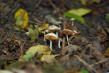 Mushrooms growing in the forest
