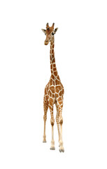 giraffe isolated - obrazy, fototapety, plakaty