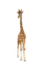 Gordijnen giraffe isolated © anankkml