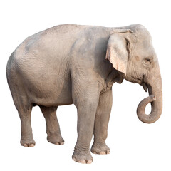 asia elephant