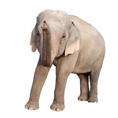 Fototapeta premium asia elephant