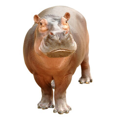 hippopotamus isolated