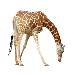 giraffe isolated - obrazy, fototapety, plakaty