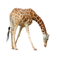 Rolgordijnen giraffe isolated © anankkml