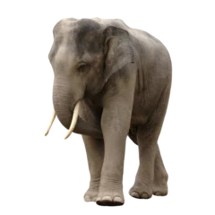  asia elephant isolated © anankkml