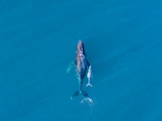 Aerial view of Humpback whales on the whale migration off Fraser Island on Australia's Fraser Coast.