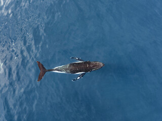 Aerial view of Humpback whales on the whale migration off Fraser Island on Australia's Fraser Coast.