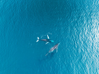 Aerial view of Humpback whales on the whale migration off Fraser Island on Australia's Fraser Coast. - obrazy, fototapety, plakaty