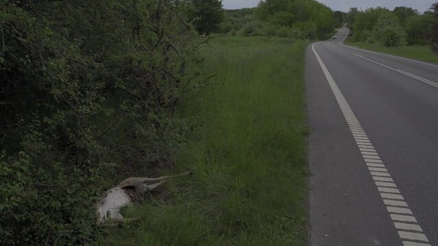 Dead deer. The deer was hit by a car.