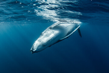 Swimming with Humpback Whales in Tonga. 