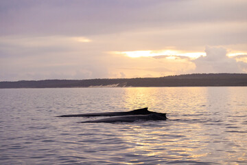 Humpback Whales on the surface of the water on the Fraser Coast on the whale migration. - obrazy, fototapety, plakaty