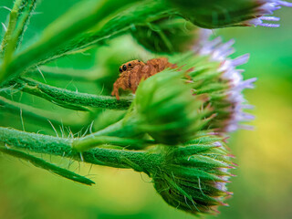 close up of a cone