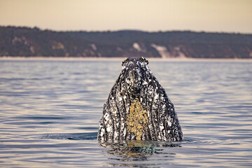 Humpback Whales on the surface of the water on the Fraser Coast on the whale migration.