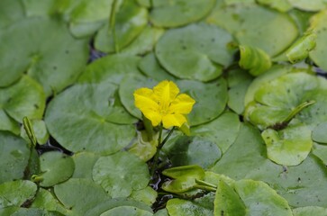 Nymphoides peltata (Asaza) , Perennial water plants of the family Acanthaceae