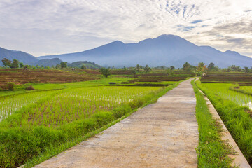 Morning view in the rice field area with farmers working