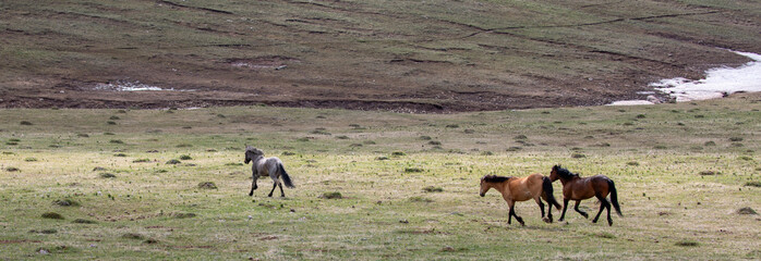 Wild horses running in the mountains of the western United States
