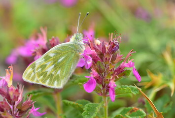  Pontia callidice 889
