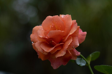 red rose flower